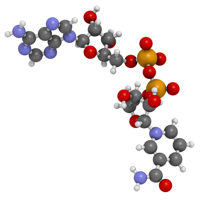 25254389 - nicotinamide adenine dinucleotide (nad+) coenzyme molecule. important coenzyme in many redox reactions. atoms are represented as spheres with conventional color coding: hydrogen (white), carbon (grey), nitrogen (blue), oxygen (red), phosphorus (orange).